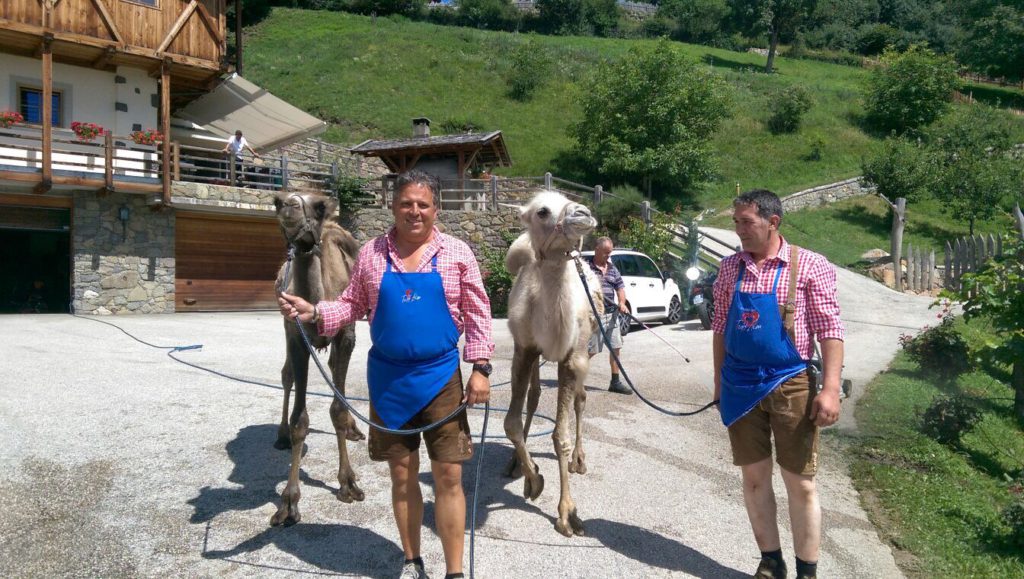 Hühner, Hasen, Katzen, Alpacas, Esel & Pferde – ein Paradies für kleine Tierfreunde.